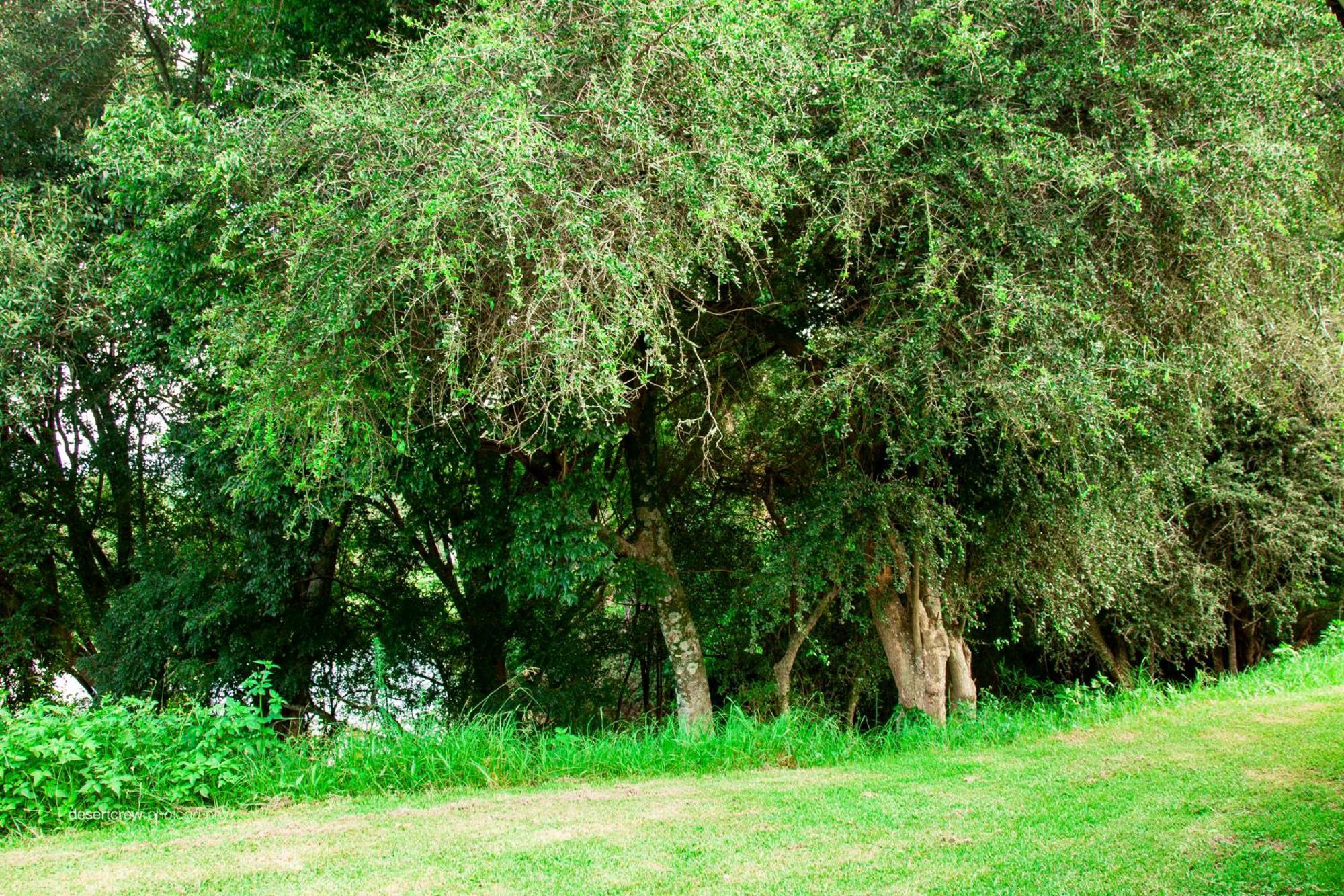 Newstead Farm - Country Cottages Curryʼs Post Dış mekan fotoğraf